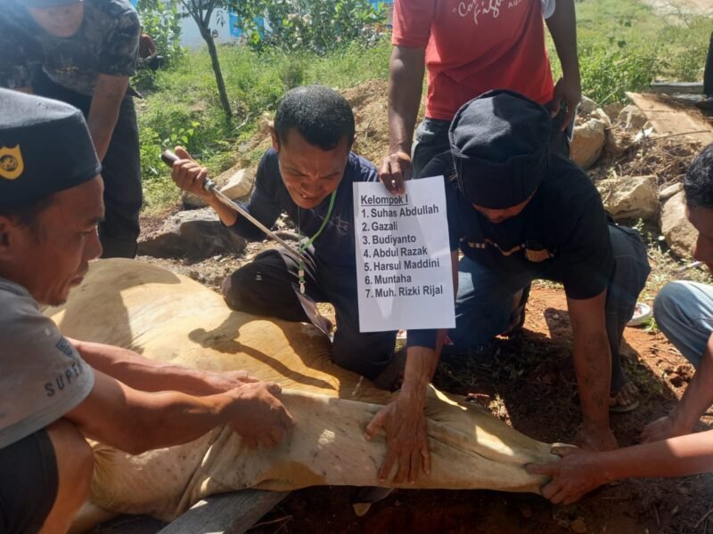 Proses pemotongan hewan kurban di Universitas Muhammadiyah (Unismuh) Palu. Foto: Humas Unismuh Palu